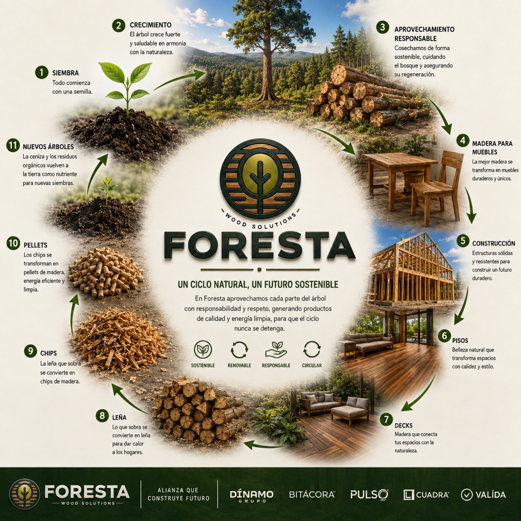 Ciclo natural del árbol Foresta: de la semilla a la leña, pisos, pellets y muebles