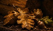 Roble